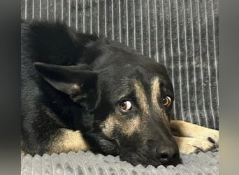 Dobby ❤️ traumhafter vierbeiniger Begleiter in 35794 Mengerskirchen sucht seine Familie