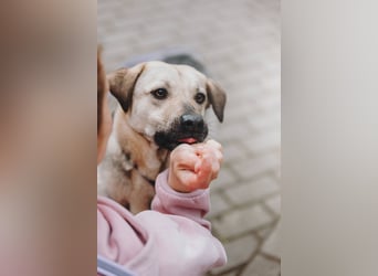 Vincent ❤️ treuer Begleiter sucht Menschen mit Herz und Verständnis
