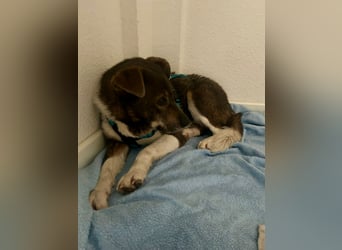 Feine junge Hündin Brownie ❤️ aus dem Tierschutz in 22307 Hamburg