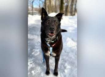 Ikar ❤️ ein ruhiger Gentleman mit großem Herz sucht sein Zuhause
