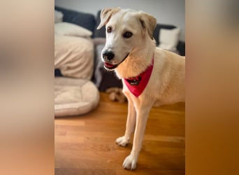 Tamara ❤️ weiße Schönheit sucht ihr Zuhause für immer