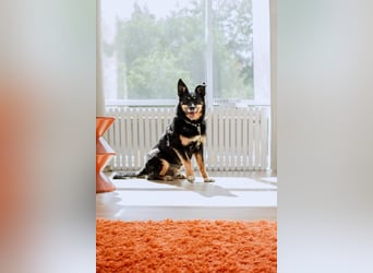 Gelassener Baikal ❤️ sucht eine Familie fürs Leben