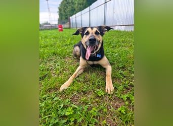 Verspielter und lebensfroher Lucky ❤️ sucht seine zweite Chance