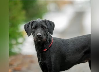 Palfy ❤️ junge, sportliche Hündin mit ganz viel Charme und Persönlichkeit sucht ihre Menschen