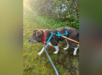 Feine junge Hündin Brownie ❤️ aus dem Tierschutz in 22307 Hamburg