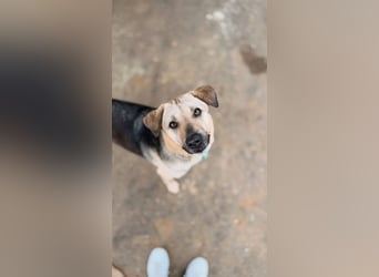 Vincent ❤️ treuer Begleiter sucht Menschen mit Herz und Verständnis