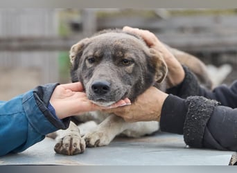 Feine junge Hündin Brownie ❤️ aus dem Tierschutz in 22307 Hamburg