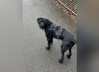 Palfy ❤️ junge, sportliche Hündin mit ganz viel Charme und Persönlichkeit sucht ihre Menschen