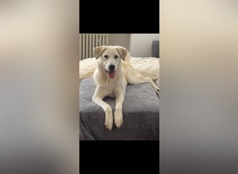 Tamara ❤️ weiße Schönheit sucht ihr Zuhause für immer