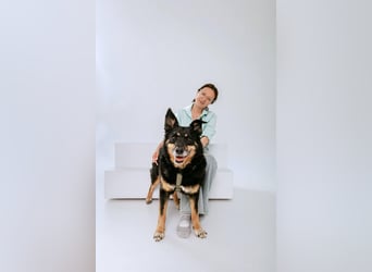 Gelassener Baikal ❤️ sucht eine Familie fürs Leben
