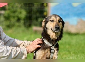 Anton ❤️ Fröhlicher junger Rüde sucht seine Familie