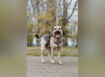 Vincent ❤️ treuer Begleiter sucht Menschen mit Herz und Verständnis
