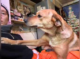 Sara ❤️ Schmusehündin sucht Pflege- oder Endstelle