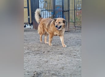 Vita ❤️ Aktive und liebevolle Hündin sucht ein Zuhause