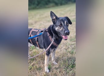 Dobby ❤️ traumhafter vierbeiniger Begleiter in 35794 Mengerskirchen sucht seine Familie