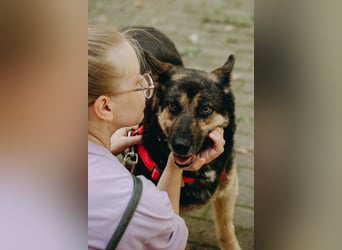 Ruhige Asya ❤️ sucht ein Zuhause mit Hundegesellschaft