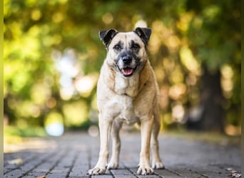 Besondere Hündin Vanilka ❤️ sucht verständnisvolles Zuhause