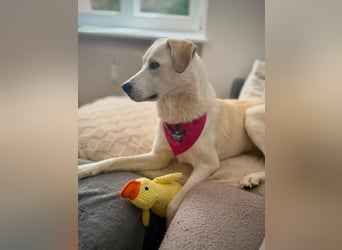 Tamara ❤️ weiße Schönheit sucht ihr Zuhause für immer