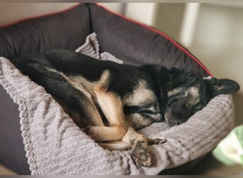 Dobby ❤️ traumhafter vierbeiniger Begleiter in 35794 Mengerskirchen sucht seine Familie