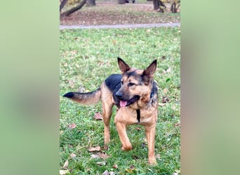 Fröhlicher, sensibler Rüde Berg ❤️ sucht sein Zuhause