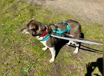 Feine junge Hündin Brownie ❤️ aus dem Tierschutz in 22307 Hamburg