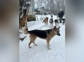 Linda ❤️ intelligente, treue Begleiterin sucht ihre Menschen