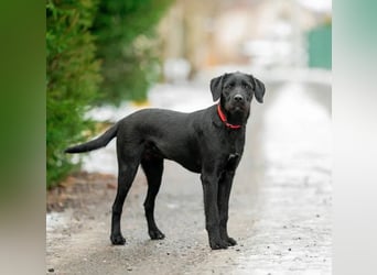 Palfy ❤️ junge, sportliche Hündin mit ganz viel Charme und Persönlichkeit sucht ihre Menschen
