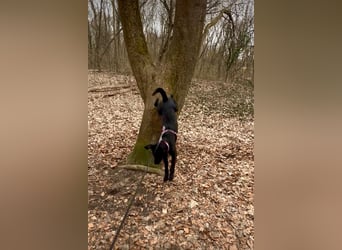 Palfy ❤️ junge, sportliche Hündin mit ganz viel Charme und Persönlichkeit sucht ihre Menschen