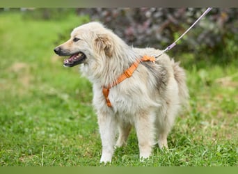 Gita ❤️ freundliche junge Hündin sucht ihre Herzensmenschen