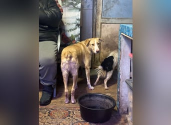 Alik ❤️ Freundlicher und aktiver Rüde sucht ein liebevolles Zuhause