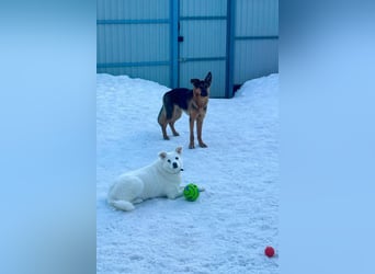 Tapfere Ulya ❤️ in 49143 Bissendorf sucht ihr Zuhause