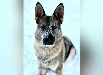 Piper❤️  treue Begleiterin mit großem Herz