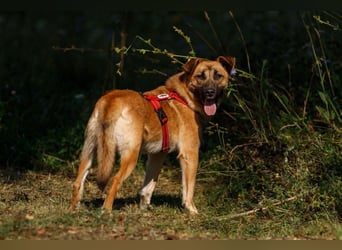 Ariel ❤️ Liebevolle Hündin mit besonderem Charme sucht ein liebevolles Zuhause