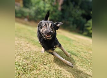 Dobby ❤️ traumhafter vierbeiniger Begleiter in 35794 Mengerskirchen sucht seine Familie