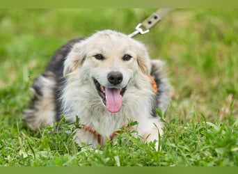 Zita ❤️ Wunderschöne junge Hündin sucht ihr Zuhause