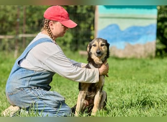 Anton ❤️ Fröhlicher junger Rüde sucht seine Familie