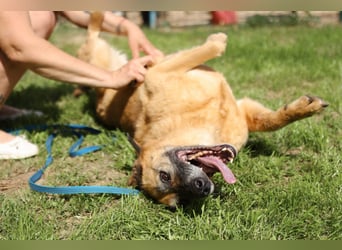 Herzenshündin Cherry ❤️ sucht ihre Menschen