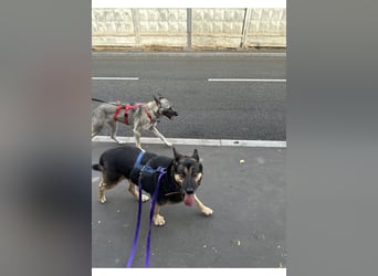 Ruhige Asya ❤️ sucht ein Zuhause mit Hundegesellschaft