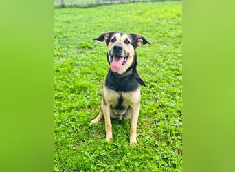Verspielter und lebensfroher Lucky ❤️ sucht seine zweite Chance