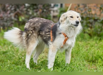 Zita ❤️ Wunderschöne junge Hündin sucht ihr Zuhause