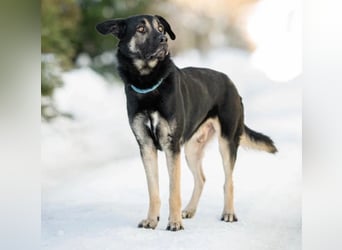 Dobby ❤️ traumhafter vierbeiniger Begleiter in 35794 Mengerskirchen sucht seine Familie