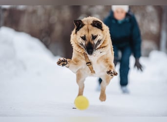 Besondere Hündin Vanilka ❤️ sucht verständnisvolles Zuhause