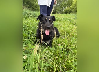 Tierschutzhündin Linda ❤️sucht liebevolle Pflege- oder Endstelle