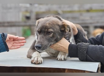 Feine junge Hündin Brownie ❤️ aus dem Tierschutz in 22307 Hamburg