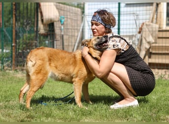 Herzenshündin Cherry ❤️ sucht ihre Menschen
