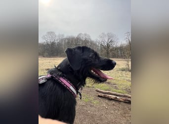 Palfy ❤️ junge, sportliche Hündin mit ganz viel Charme und Persönlichkeit sucht ihre Menschen