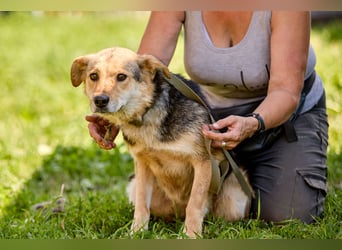 Nova ❤️ Freundliche Hündin sucht ein Zuhause