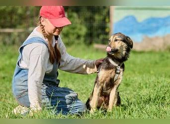 Anton ❤️ Fröhlicher junger Rüde sucht seine Familie