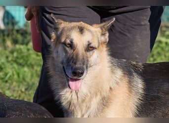 Linda ❤️ intelligente, treue Begleiterin sucht ihre Menschen