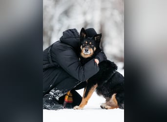 Gelassener Baikal ❤️ sucht eine Familie fürs Leben